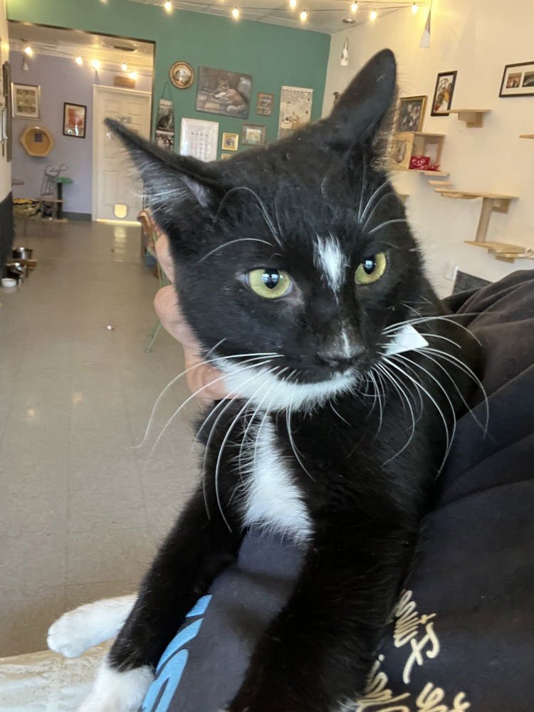 WILDER - Domestic Short Hair available for adoption