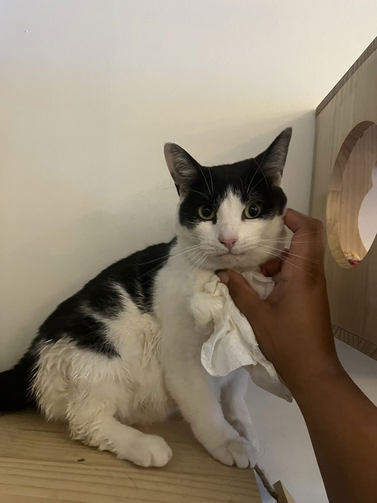 INKY - Domestic Short Hair available for adoption