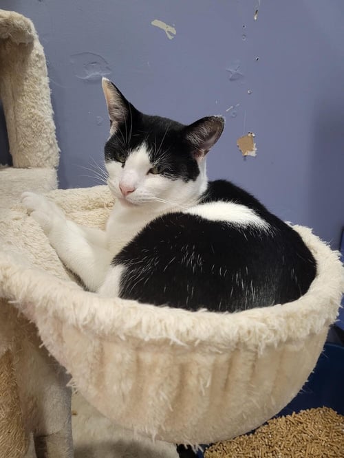 INKY - Domestic Short Hair available for adoption