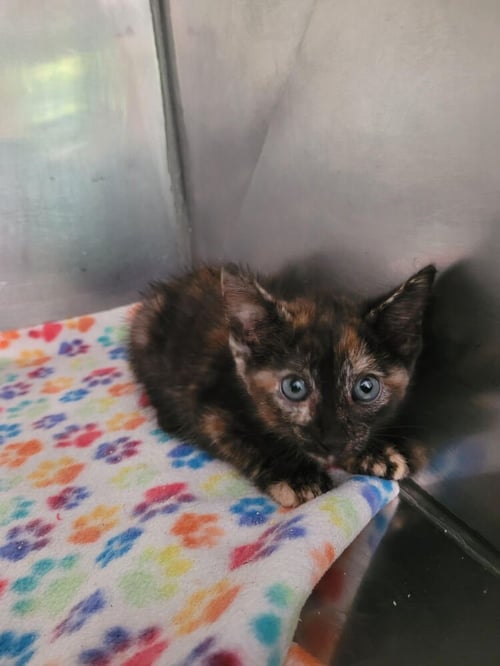 NADIA - Domestic Short Hair available for adoption