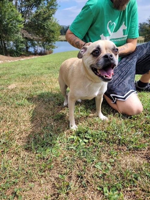 BABY - Pug available for adoption