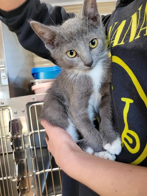 STIMPY - Domestic Short Hair available for adoption