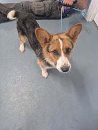 Fred - AKA  - The Chaos Coordinator - Photo 1