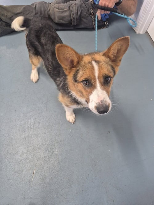 FRED - AKA  - THE CHAOS COORDINATOR - Corgi available for adoption
