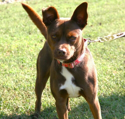 DALTON - Pit Bull Terrier available for adoption