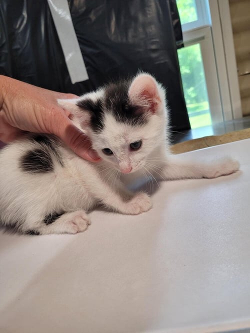WALTON - Domestic Short Hair available for adoption