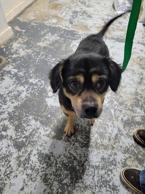HOUDINI - Beagle available for adoption