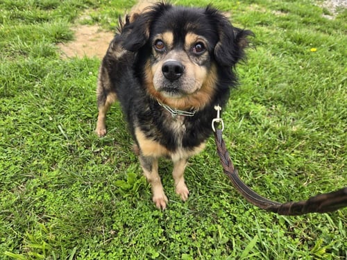 HOUDINI - Beagle available for adoption