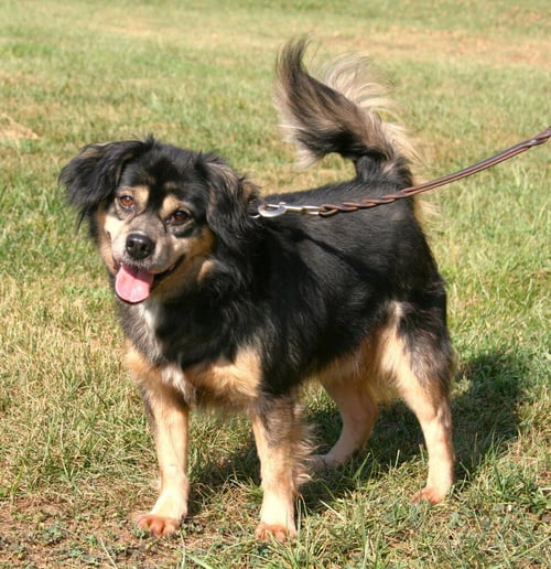 HOUDINI - Beagle available for adoption