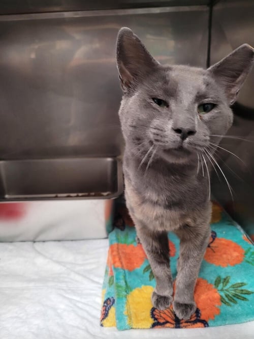 COSMO - Domestic Short Hair available for adoption