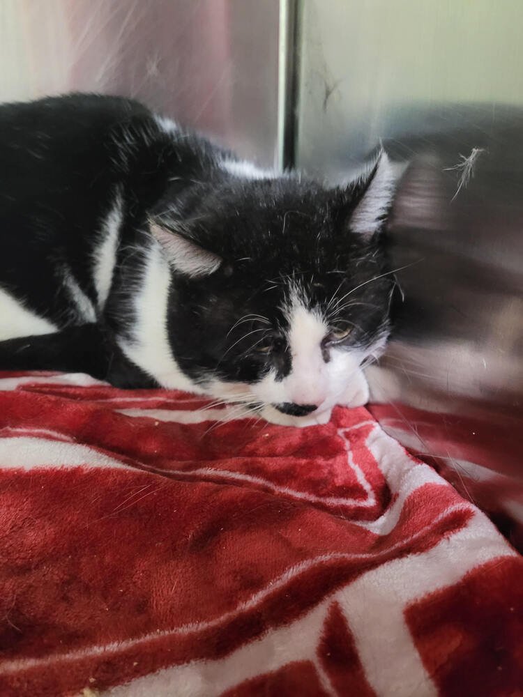 SCRABBLE - Domestic Short Hair available for adoption