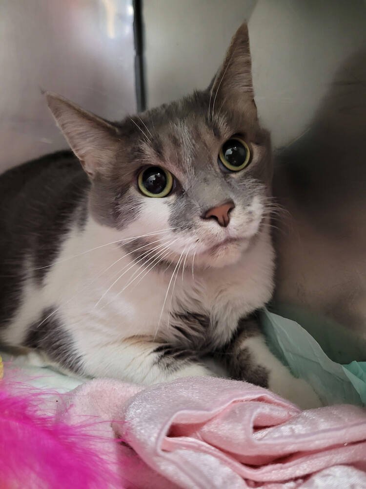 PRINCESS - Domestic Short Hair available for adoption