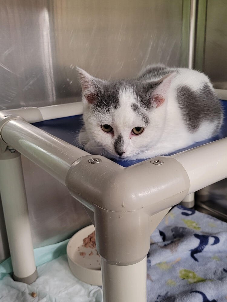 DUDETTE - Domestic Short Hair available for adoption