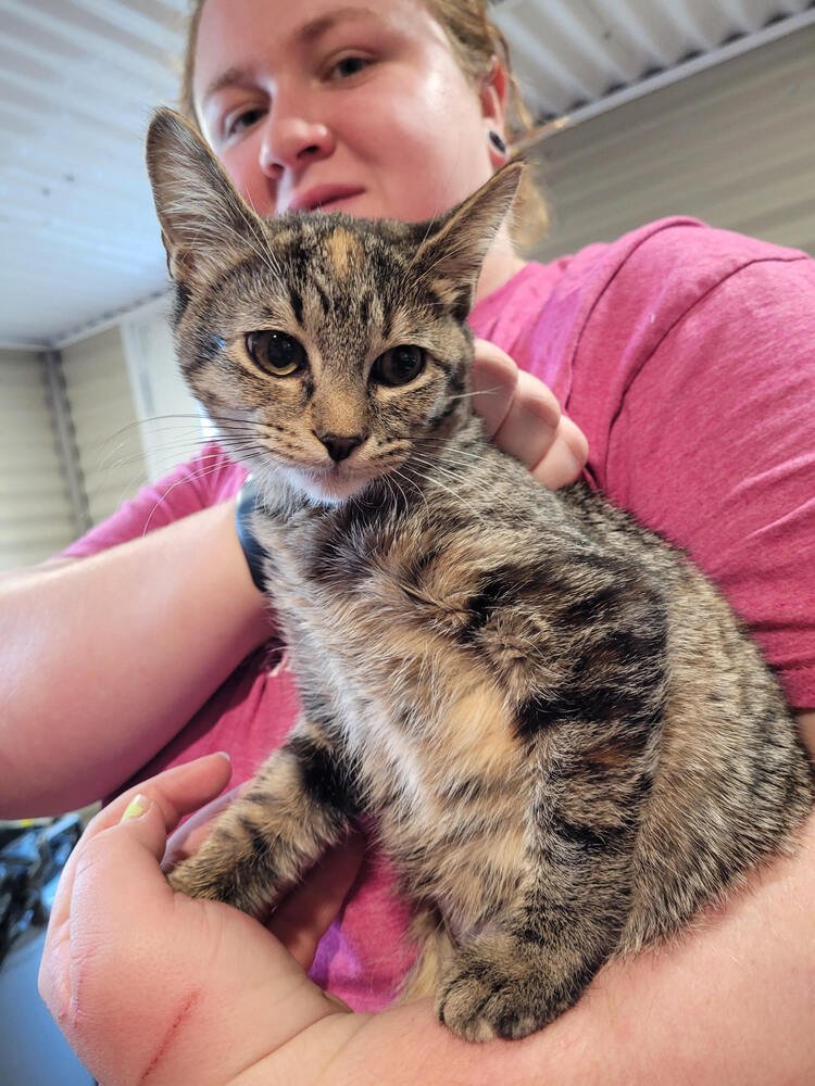 TIFFANY - Domestic Short Hair available for adoption