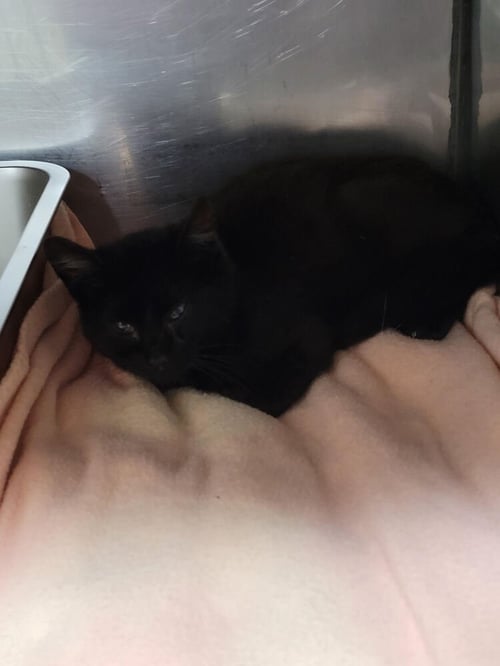 LEON - Domestic Short Hair available for adoption