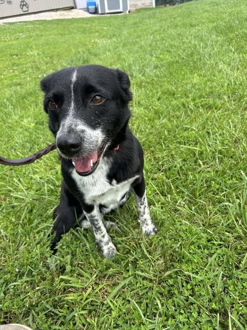 CORA - Australian Cattle Dog/Blue Heeler available for adoption