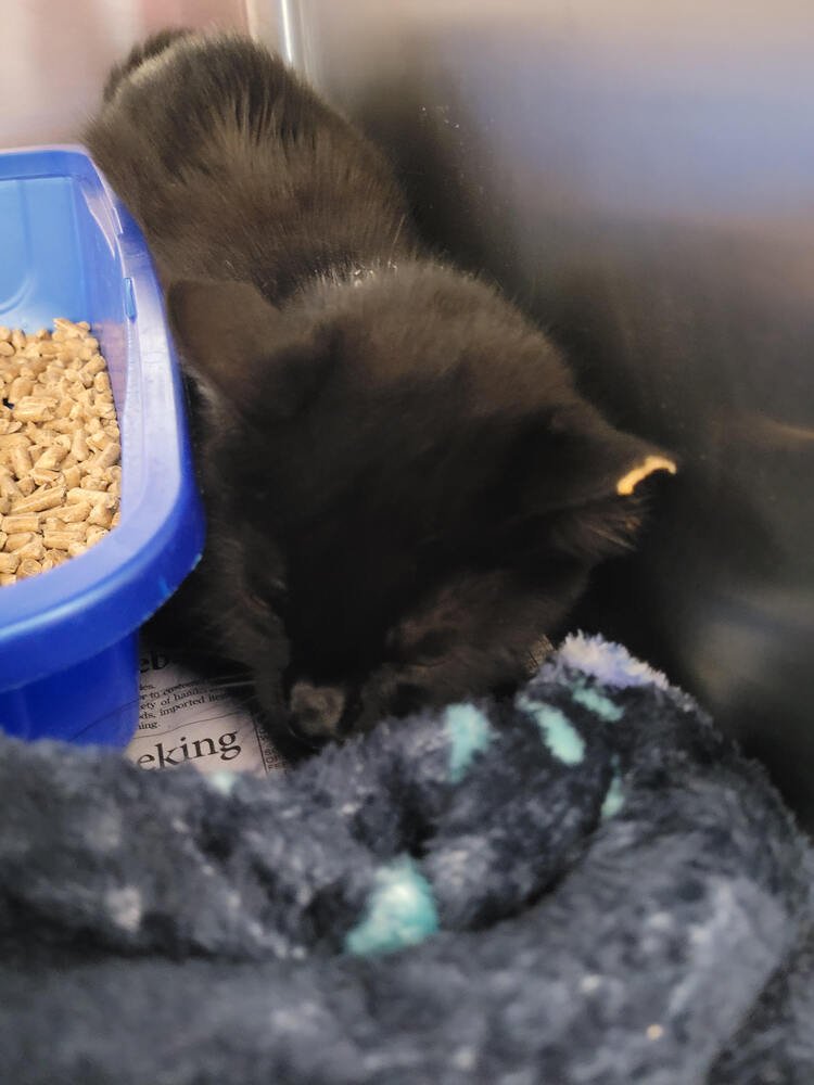 RUMI - Domestic Short Hair available for adoption