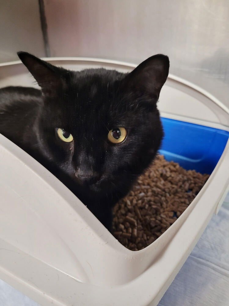 GOLIATH - Domestic Short Hair available for adoption