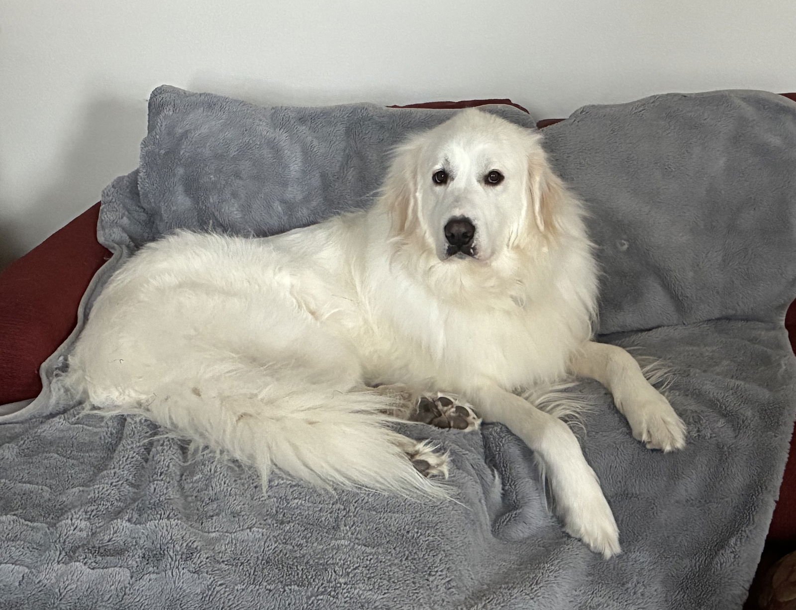 DORY - Great Pyrenees available for adoption