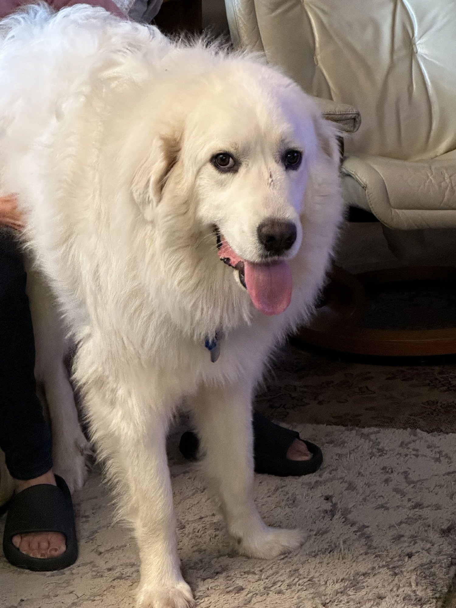 TEXANA (AP) - Great Pyrenees available for adoption