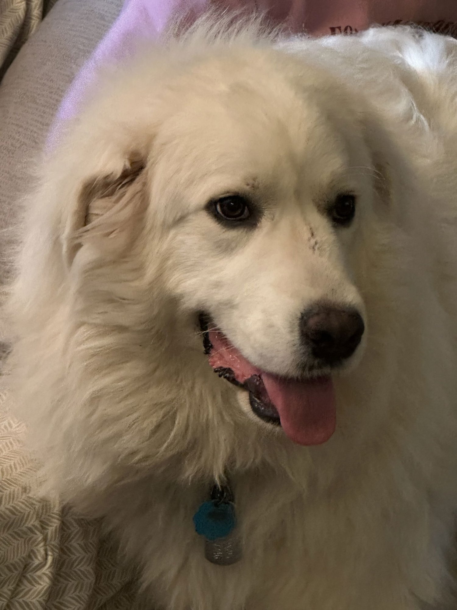 TEXANA (AP) - Great Pyrenees available for adoption