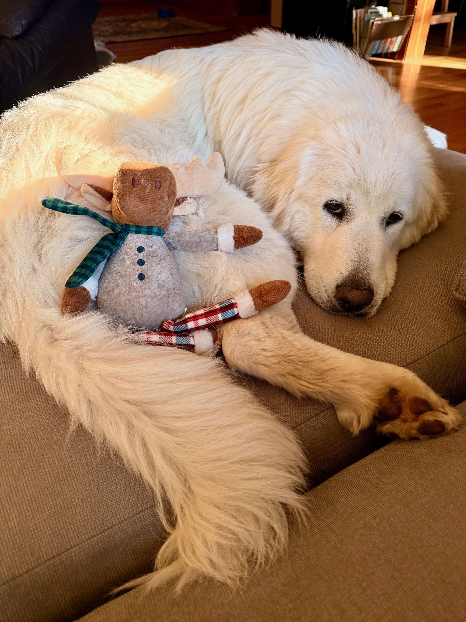 DIXIE - Great Pyrenees available for adoption