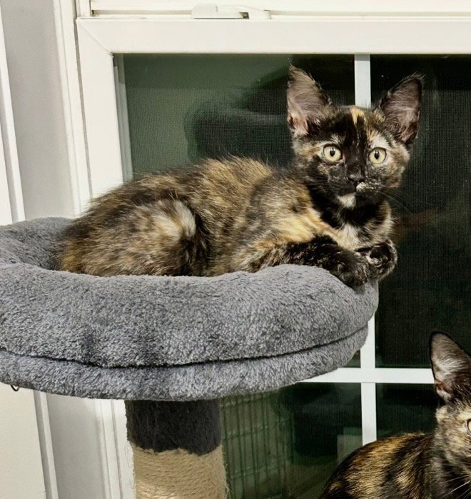 Cashew Image