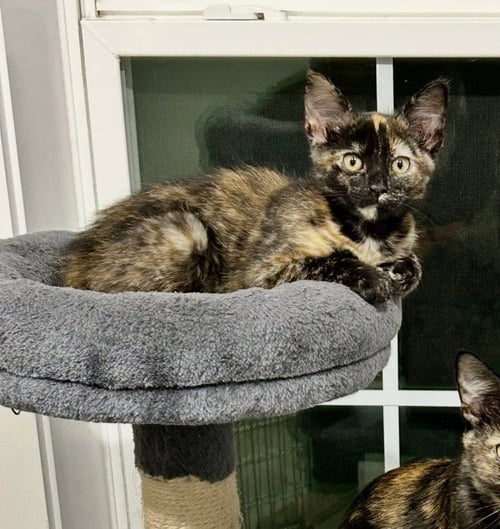 CASHEW - Domestic Short Hair available for adoption