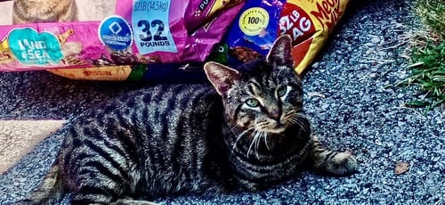 EARL - Domestic Short Hair available for adoption