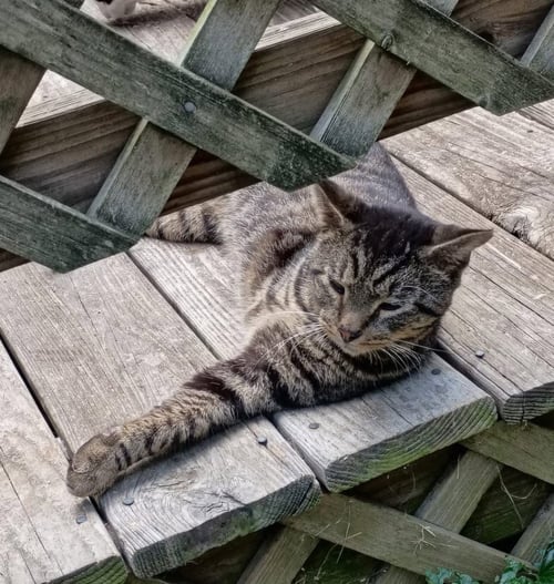 EARL - Domestic Short Hair available for adoption
