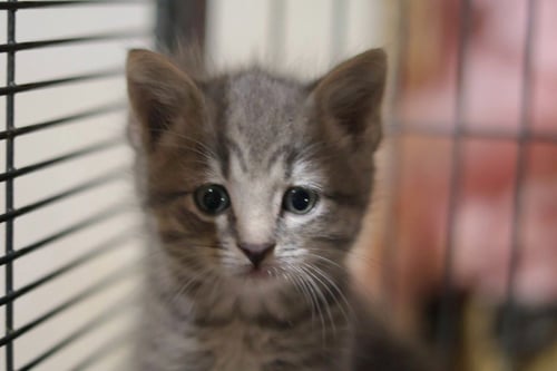 JELLYBEAN - Domestic Short Hair available for adoption