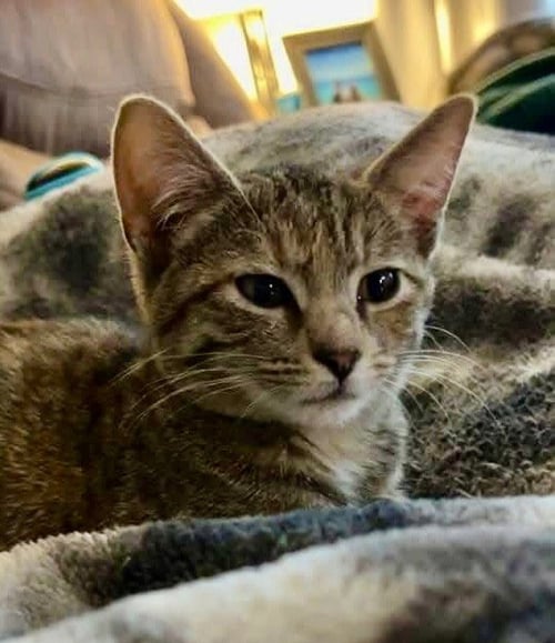TANSY - Domestic Short Hair available for adoption