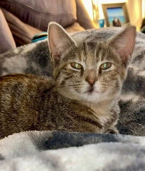 TANSY - Domestic Short Hair available for adoption