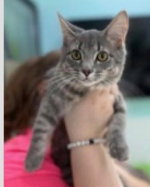DIVA - Domestic Medium Hair available for adoption