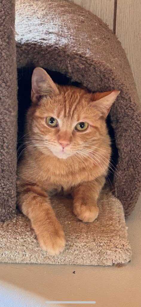 WALTRIP - Domestic Short Hair available for adoption