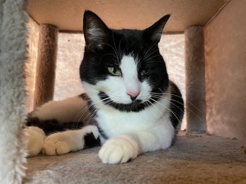 LYRIC - Domestic Short Hair available for adoption