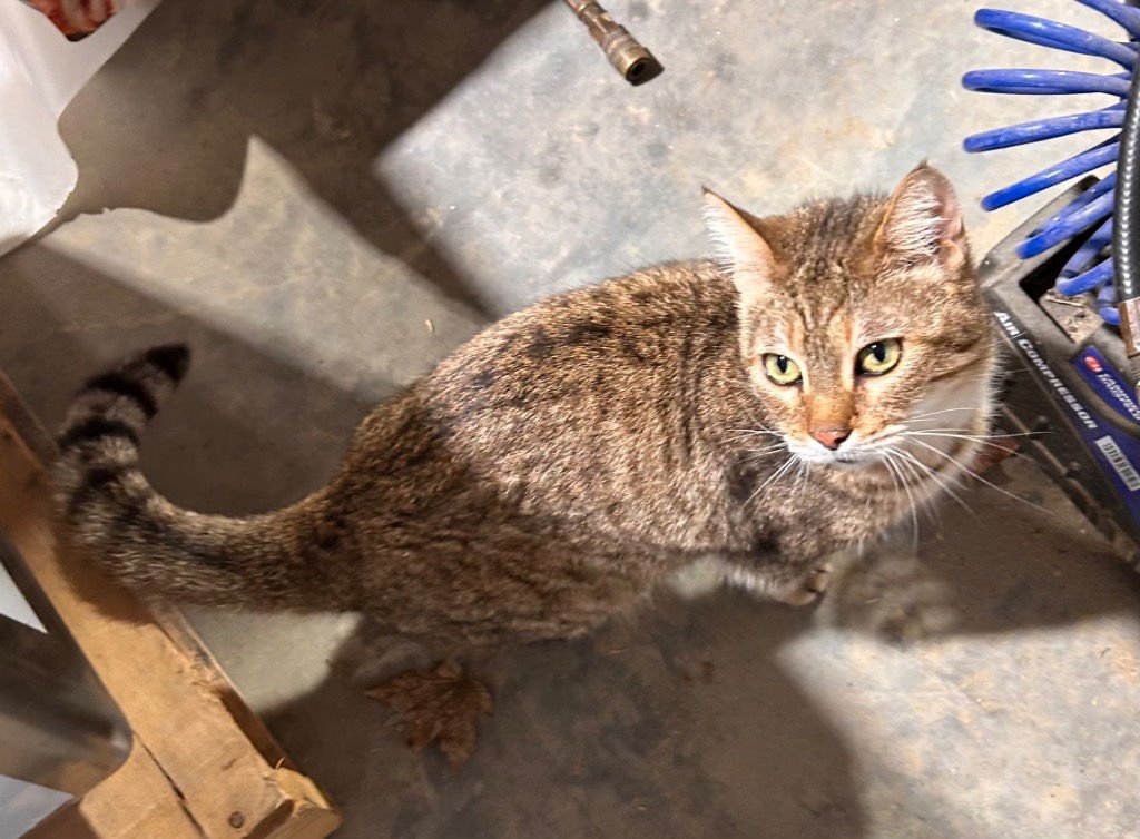 CLEO - Domestic Short Hair available for adoption