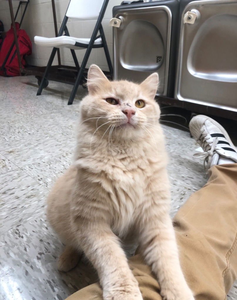 PUFF KITTEN MILL STREET - Domestic Medium Hair available for adoption