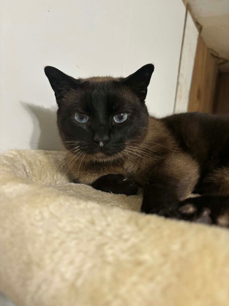 BOO - Siamese available for adoption