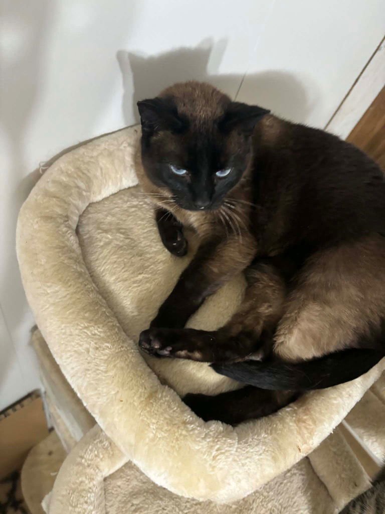 BOO - Siamese available for adoption