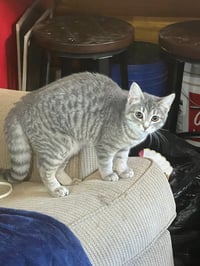 Elara - Photo 2
