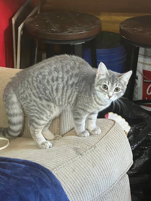 ELARA - Domestic Short Hair available for adoption