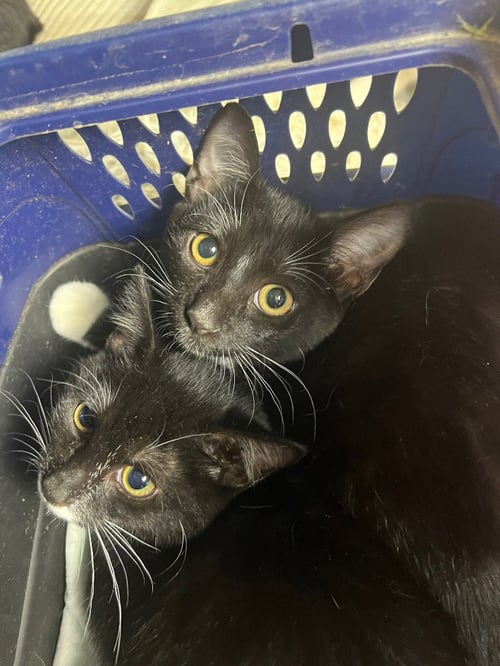 BETTY AND BOOP (STACH) - Domestic Short Hair available for adoption