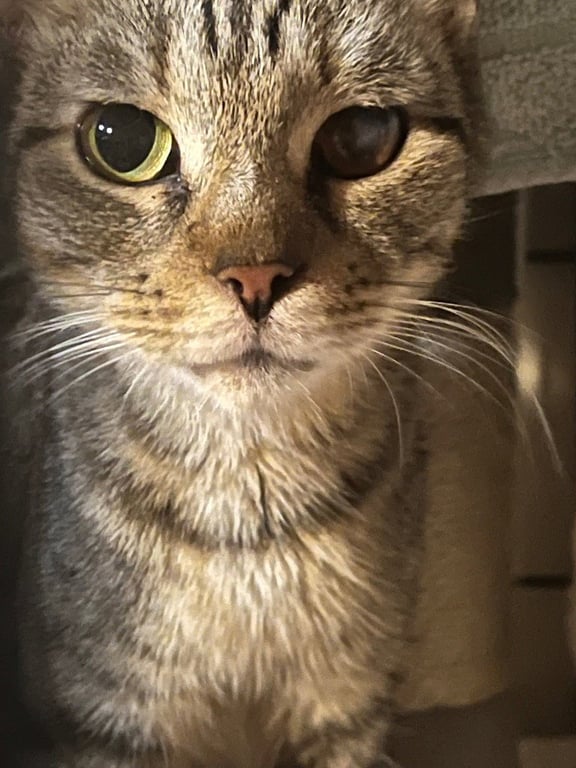 Wishy Whispy Image
