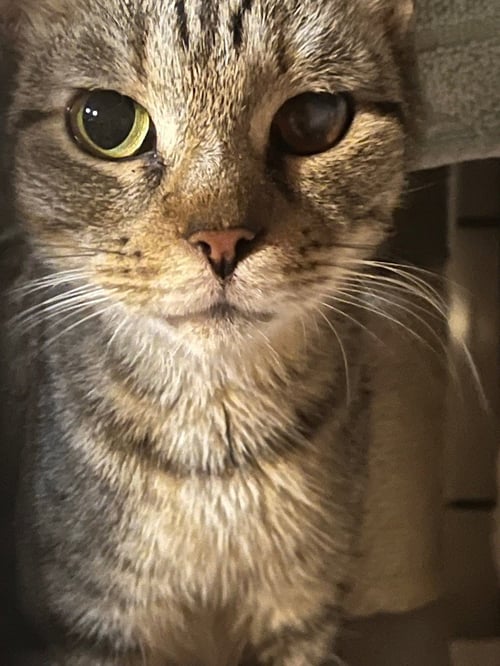WISHY WHISPY - Domestic Short Hair available for adoption