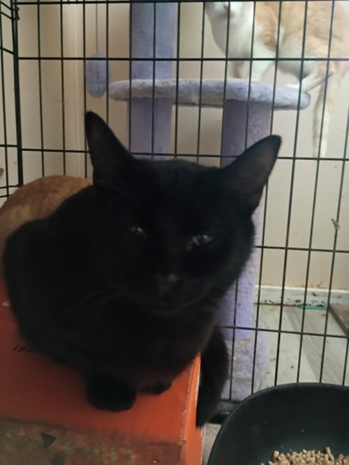 DRUMMER - Domestic Short Hair available for adoption