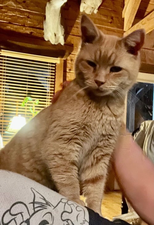 GOURD - Domestic Short Hair available for adoption