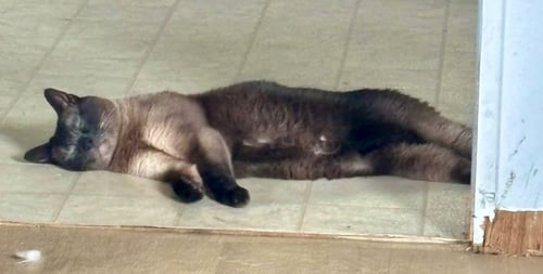 BOO - Siamese available for adoption
