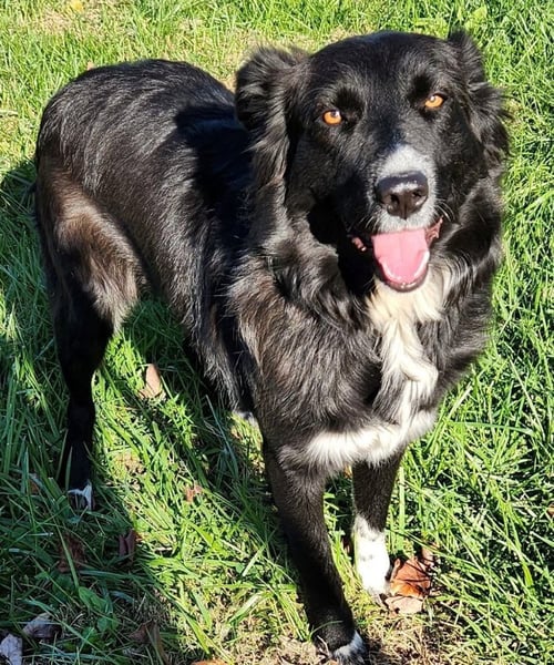 BOOTS - Border Collie / Terrier available for adoption