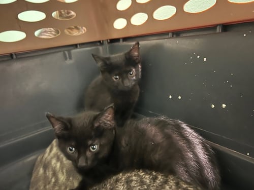 SIMPLE - Domestic Short Hair available for adoption